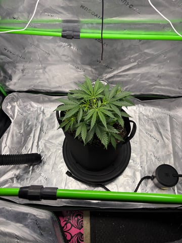 Fall 2025 Grow — vegetative, day 27