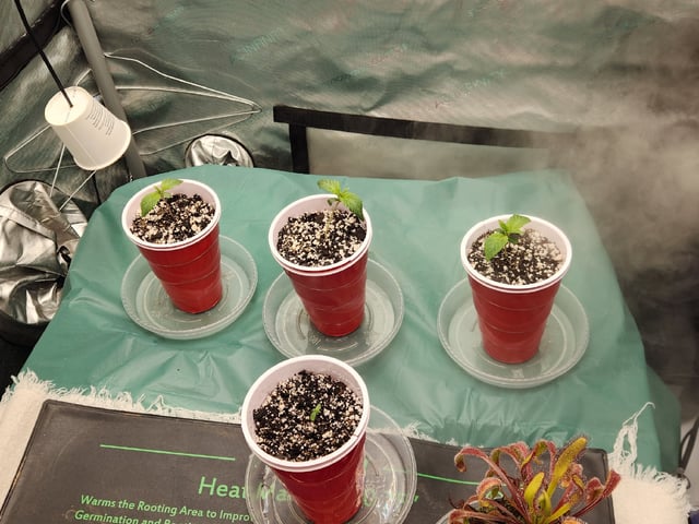 Mephisto's Flava Flav (Grape Crush x Guava Fig) — seedling_rooting, day 10