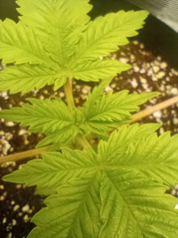 Pineapple Trainwreck  — vegetative, day 21