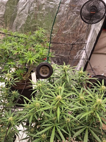 Seedman mix auto & seedman mix auto & GodFather OG — flower, day 70