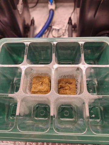 Wedding Cake Auto — germination, day 4