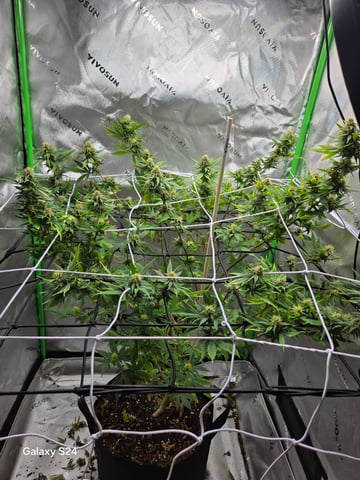 First Time — flower, day 67