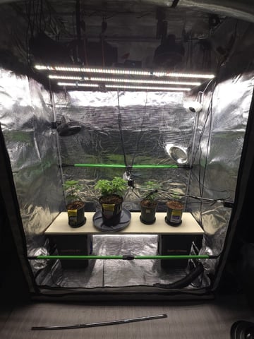 Candy,Punch,Lobsta — vegetative, day 8