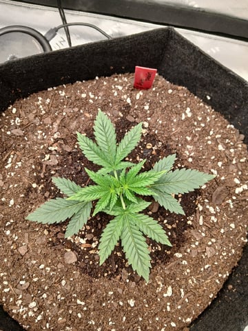 fruity pebbles, cap junky — vegetative, day 29