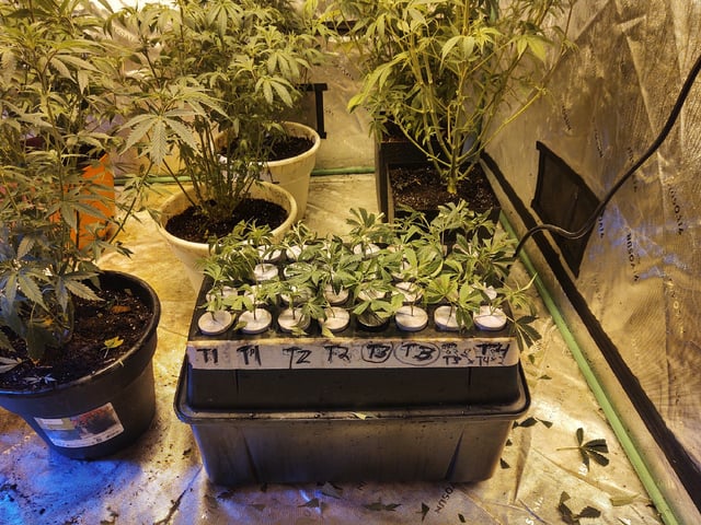 10 Mothers — vegetative, day 1