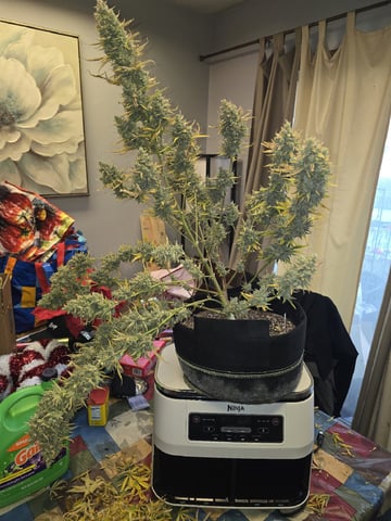 3rd Auto Grow — flower, day 122