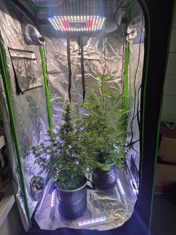 First "Auto" Grow — flower, day 50