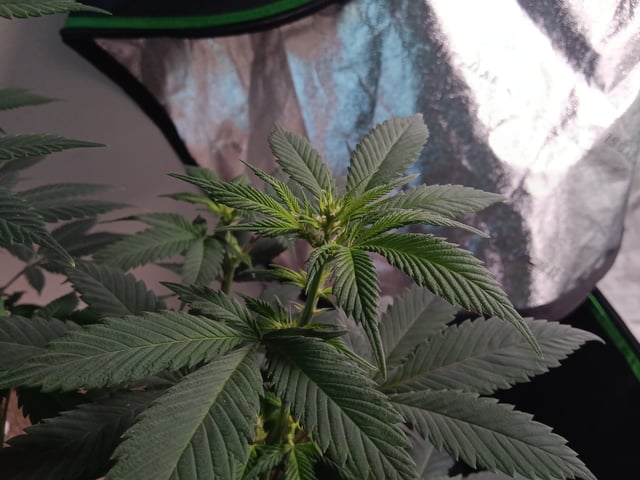 Fruity Pebbles OG (photo) & Oreos (photo) — flower, day 54