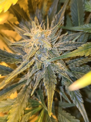 Autos AGAIN — flower, day 72