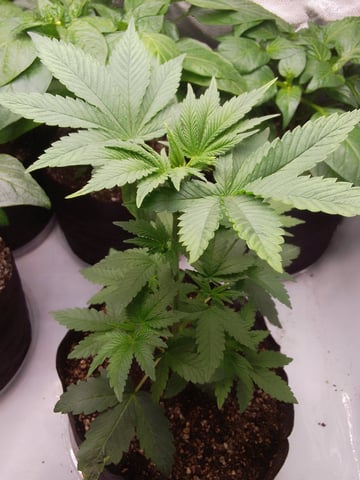 blue dream bag seed — vegetative, day 10