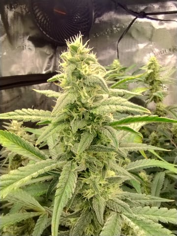 First grow — flower, day 81