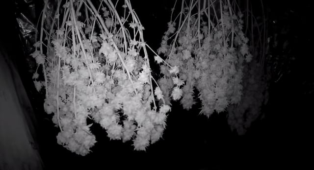 new bee's  — vegetative, day 55