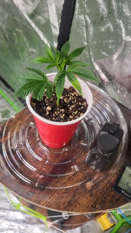 2x2x4 — grow_setup, day 20