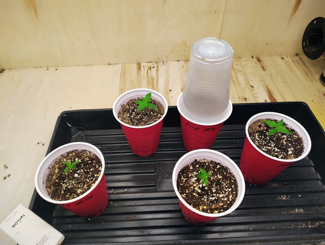 garage set up — seedling_rooting, day 16