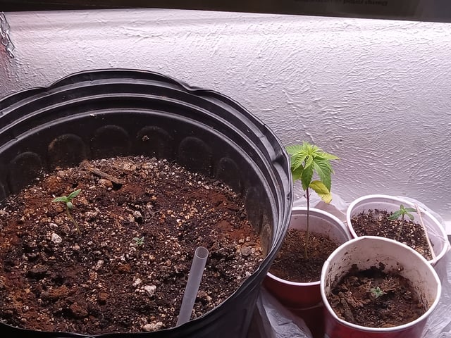 closet grow for veg with a.c infinity air intake fan .With no carbon filter just suction,and spider farmer sf 7000.Then a spider farmer sf tent 4×4×6.5with a G1500 l.e.d from spiderfarmer and spider farmer 6inch clip oscalating fan. — vegetative, day 13