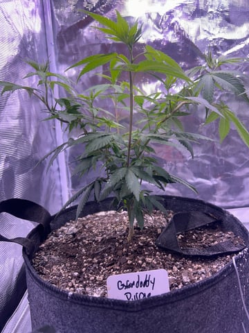 2nd grow — vegetative, day 64