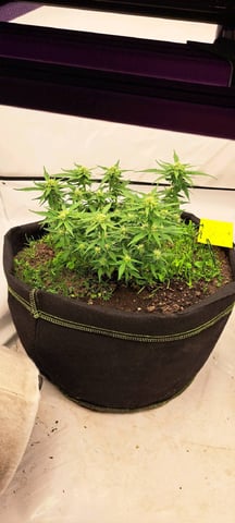 First Grow with the new setup  — auto, day 47