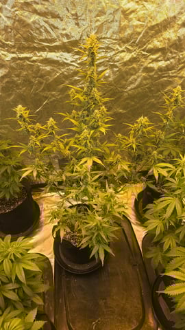 Grow #2 Thank You to All that helped guide me, offered advice, gave insight, or complimented progress. Now to apply some of what I learned the first go-round.  — flower, day 54