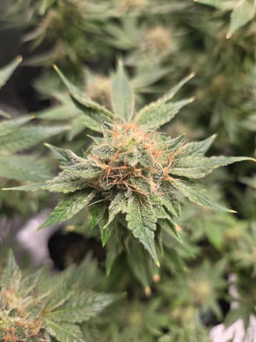 Special Queen 1 Fem+ Watermelon Auto — flower, day 97