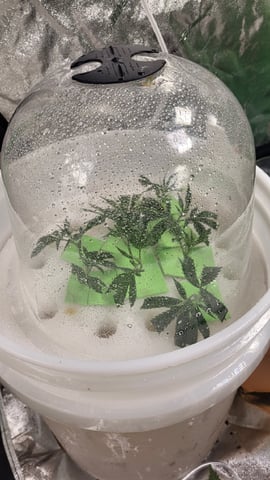 dwc — germination, day 1