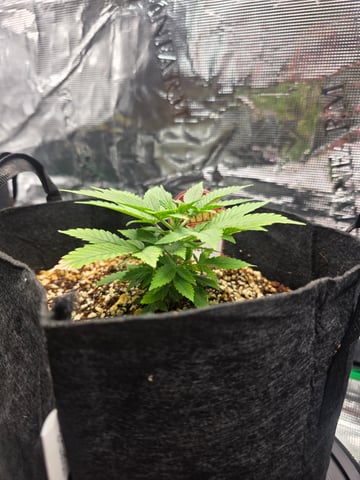 Sapphyre & Rockslide — vegetative, day 35