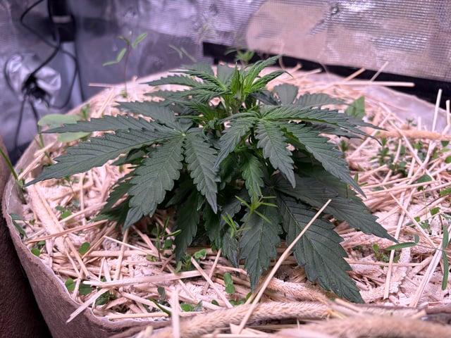 Round 1.5 — vegetative, day 31