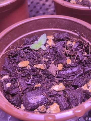 Audrey III — seedling_rooting, day 2