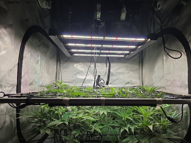 Strawberry Sugar  — flower, day 72