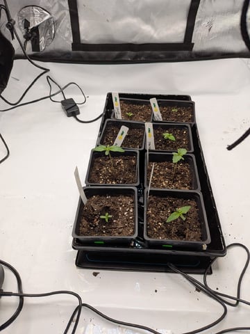 Grow Tent Starts — seedling_rooting, day 16