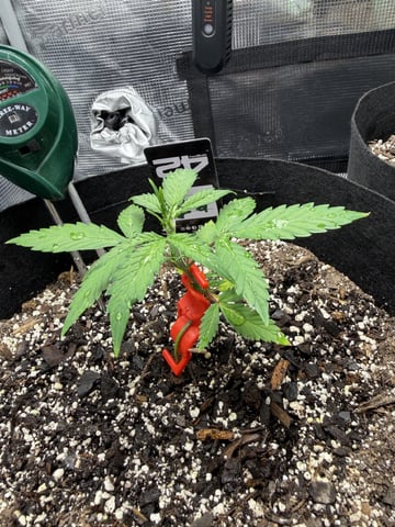 Gorilla Cookies — 1st Grow — vegetative, day 33