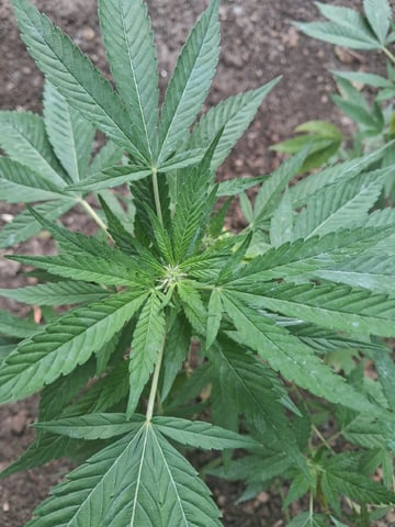 My First Grow — vegetative, day 2