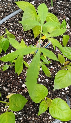 OG KUSH — vegetative, day 50