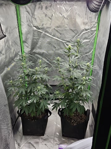 Bruce Banner #4  — flower, day 79