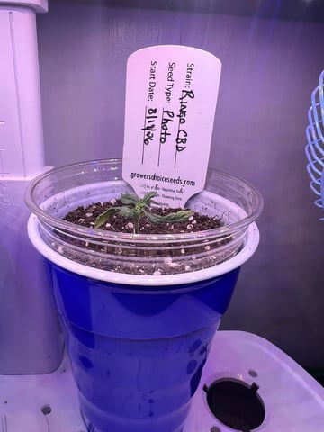 Inside Mother Plants — seedling_rooting, day 18