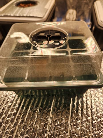 Wedding Cake Auto