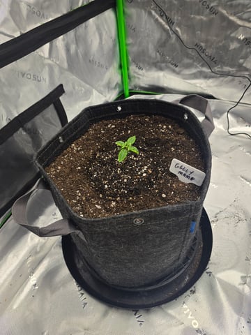 2nd grow round 2 — seedling_rooting, day 10