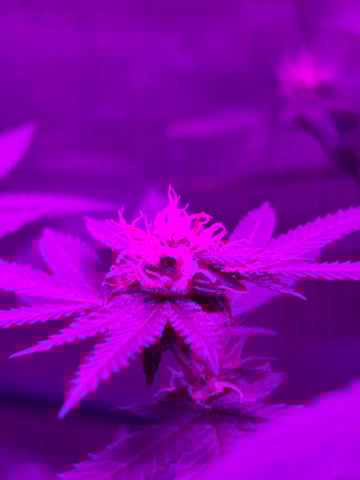 1st baby  — flower, day 33