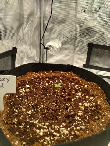 First grow — seedling_rooting, day 7
