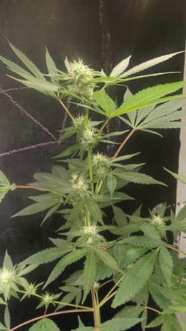 Third Grow