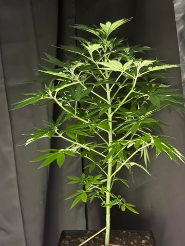 grow #1 — auto, day 1