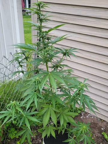 Watermelon Auto — flower, day 51