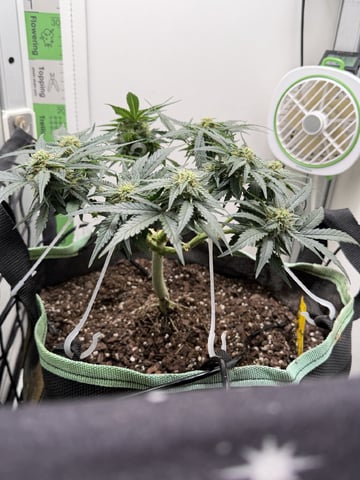 Midsummer Outdoor — flower, day 55