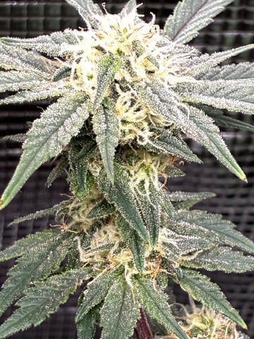 Blueberry critical kush x purple peyote wifi  and one L.a kush cake . — flower, day 30