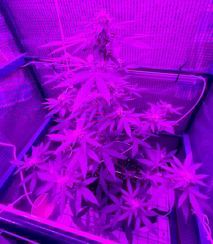 1st baby  — flower, day 33