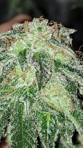 b1. — flower, day 136