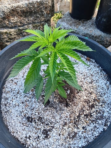 2025 — vegetative, day 8