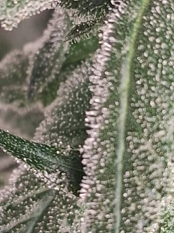 S&D  First Grow — flower, day 67