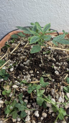 Quick Auto Summer Grow