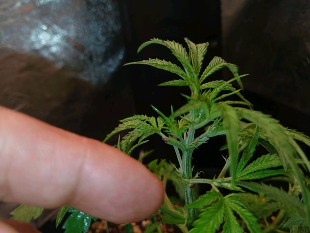 big bud auto — flower, day 1