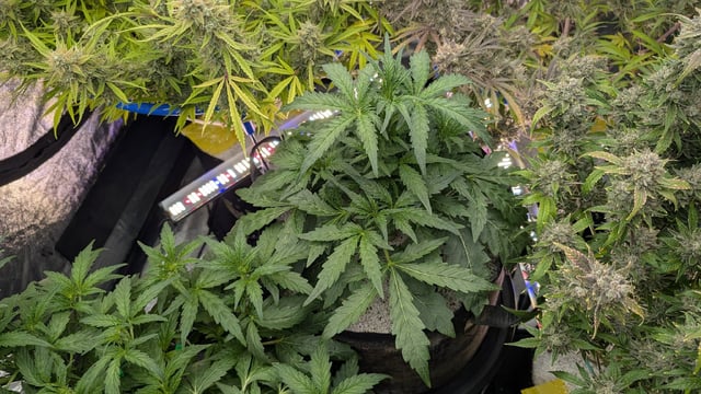 Perpetual Autoflower Mixed Grow #3 — flower, day 84